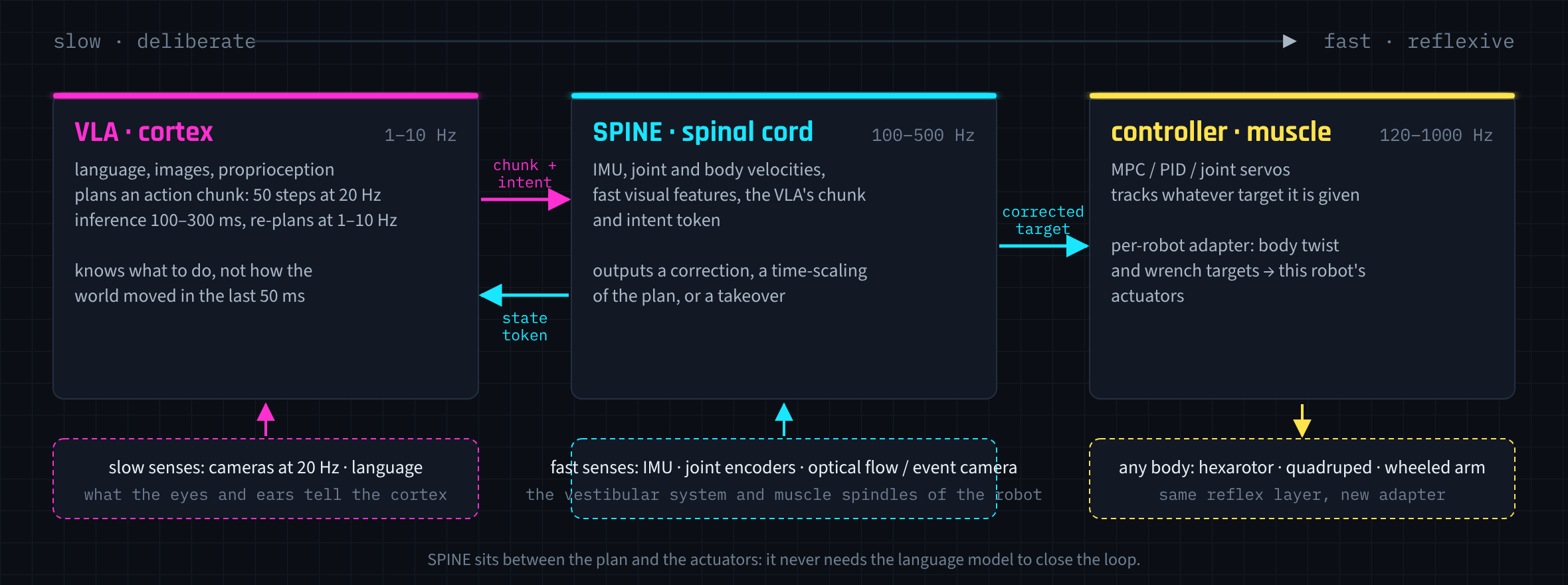 Three control loops: the VLA as cortex, SPINE as spinal cord, the controller as muscle