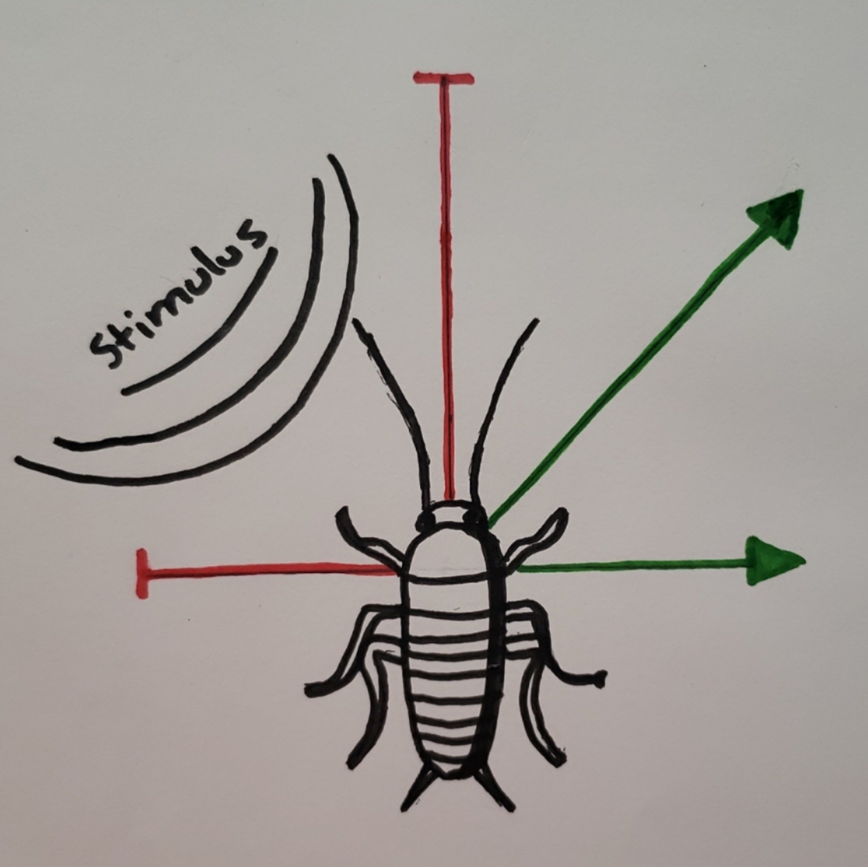 Diagram of the cockroach escape reflex