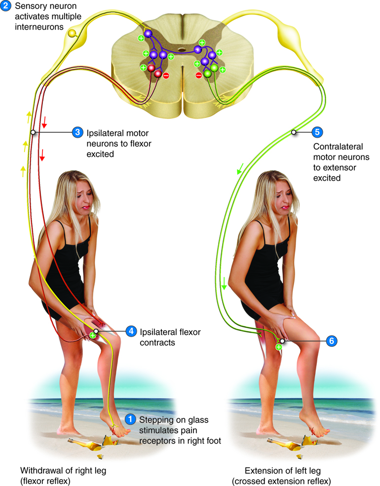 Diagram of the withdrawal and crossed extensor reflexes